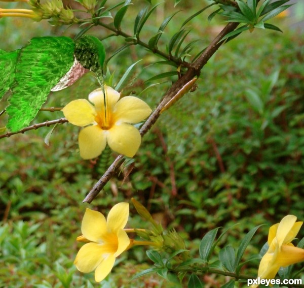 Hummingbird