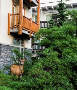 Balcony in the Wilderness