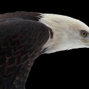 bald eagle photoshop contest