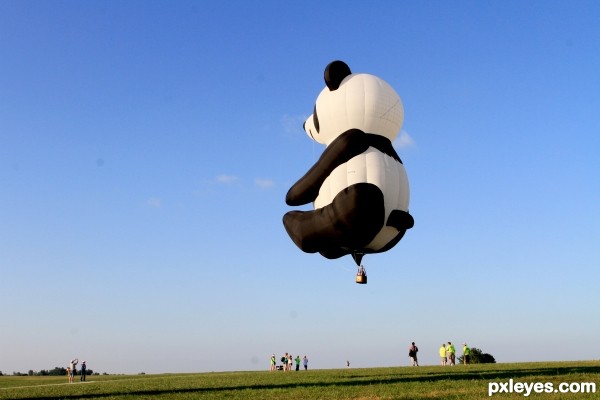 when pandas fly ....