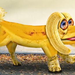 bananapooch