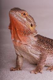 Lounge Lizards Picture