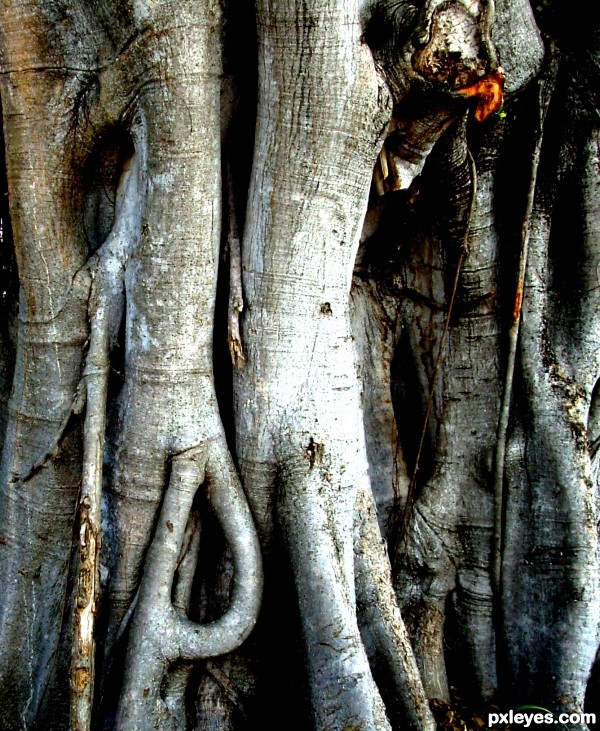 Knot Bark