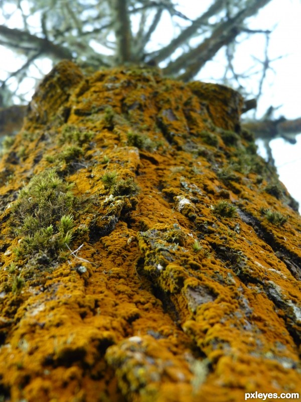 Orange moss