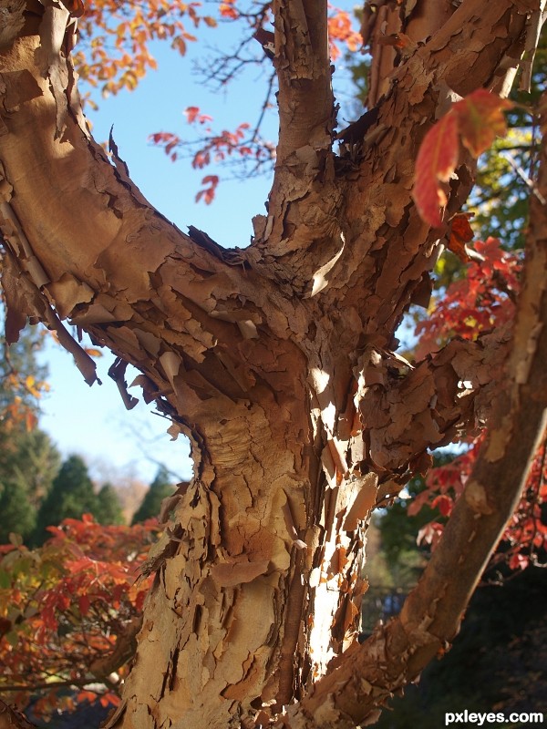 Paper bark maple