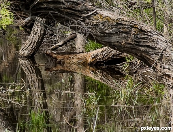 Reflections of Bark