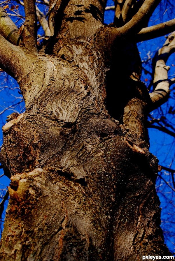 mighty oak