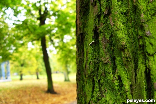 mossy bark