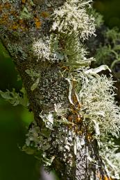 Bark and Lichen