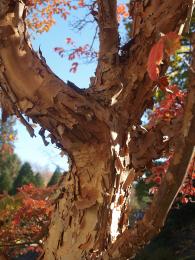 Paper bark maple Picture