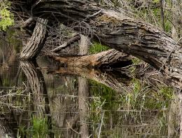 Reflections of Bark