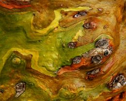 VanGogh