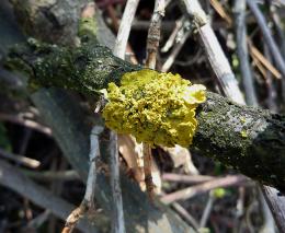 bark of the dead tree