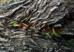 leaves and bark