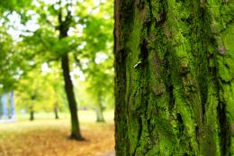 mossy bark