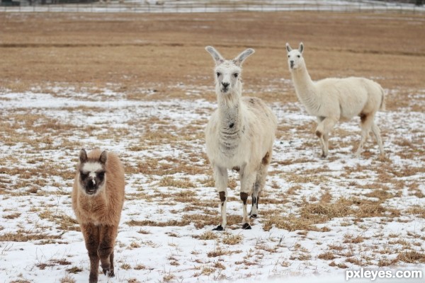 A Pack of Alpacas