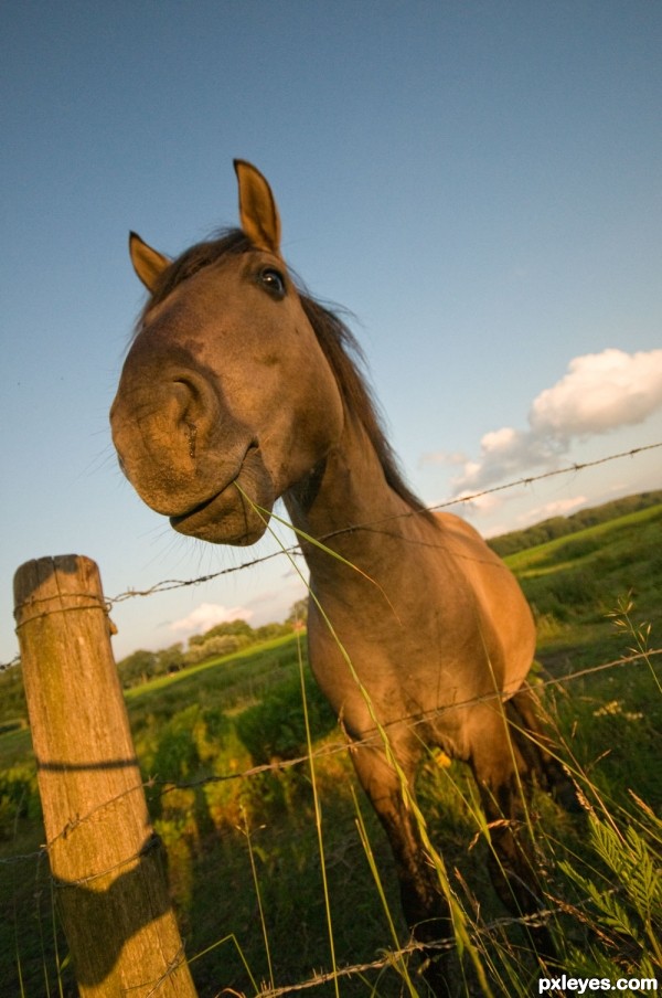 Crazy Horse