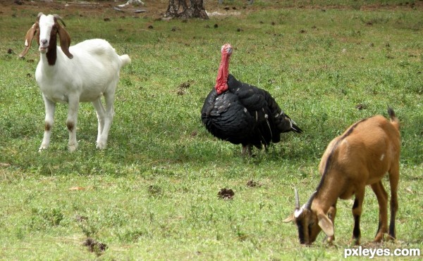 GOAT, GOAT, TURKEY???