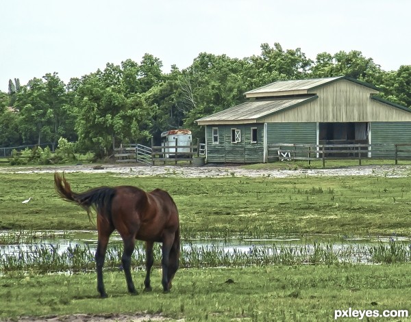 Grazing