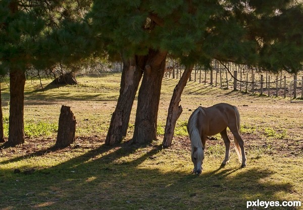 Morning grazing