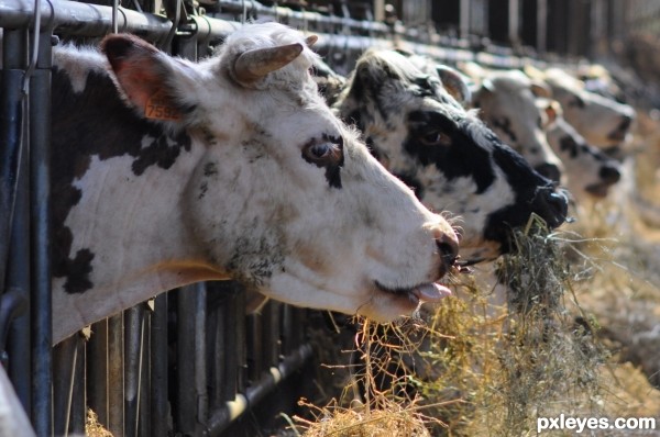 Row of cows