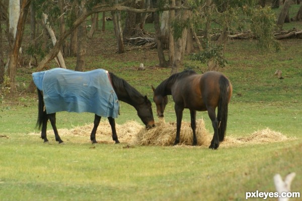 give me hay