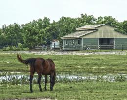 Grazing