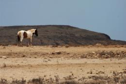 Lonely horse Picture