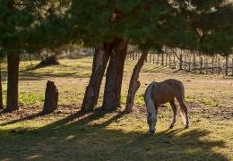 Morning grazing