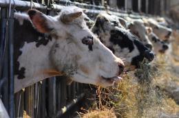 Row of cows