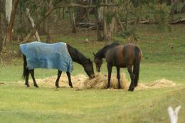 give me hay