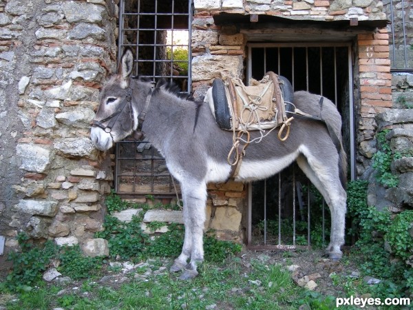 Donkey