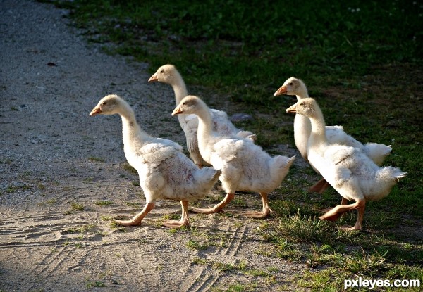 Goslings