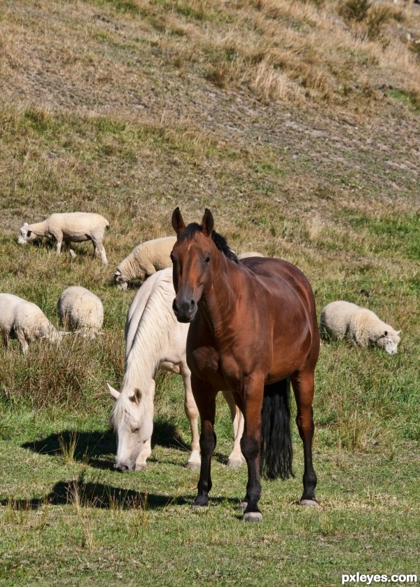 Horses and sheep