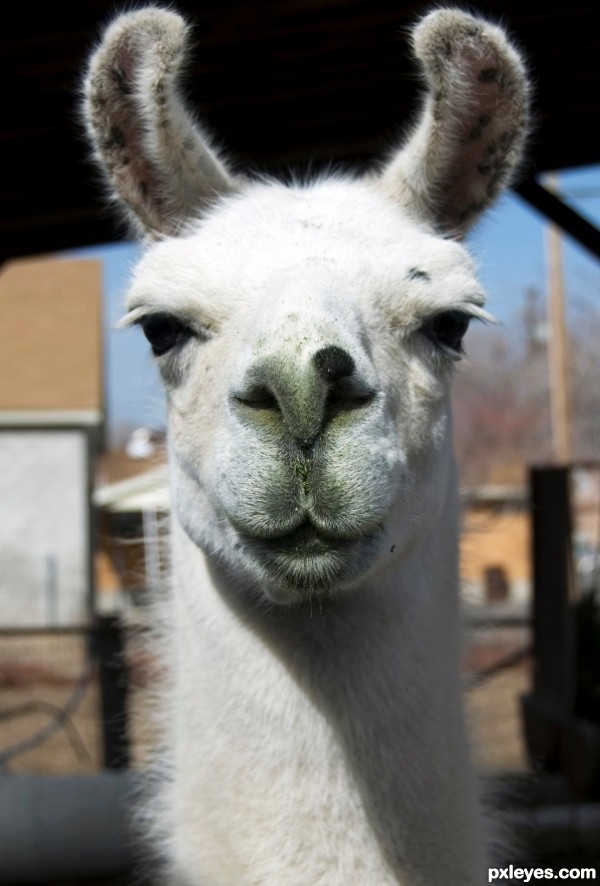 Llamafied