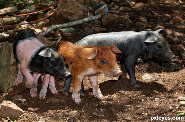 The three little pigs