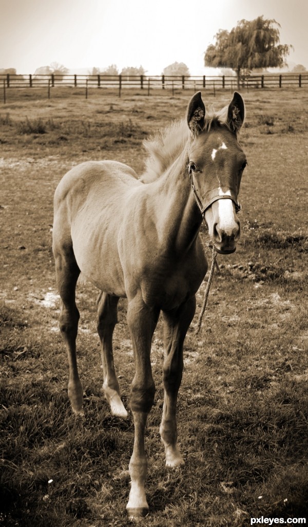 Young horse photoshop picture)