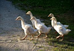 Goslings