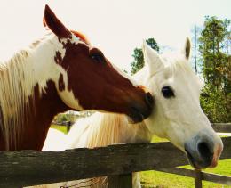 Kissy Kissy