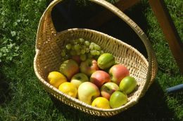 Fruit basket