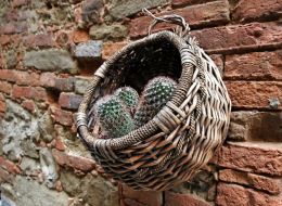 Basket and cactus