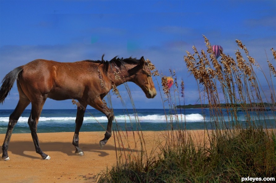 Wild Horse and Sea Oats