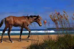 Wild Horse and Sea Oats