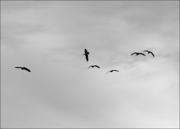 Free as a Bird