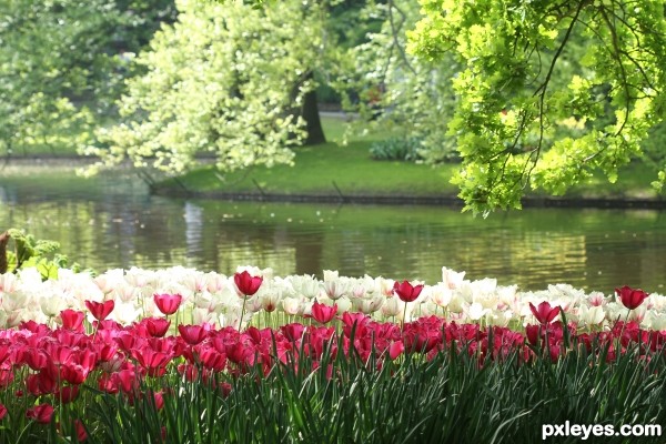 Keukenhof gardens