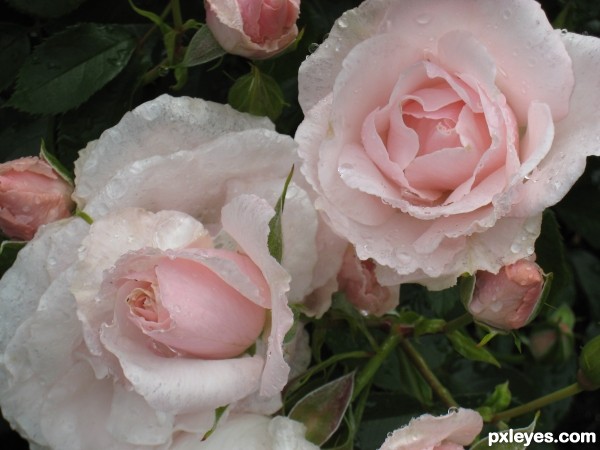 Light Pink Rose