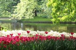 Keukenhof gardens