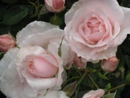 Light Pink Rose