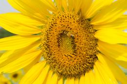 sunflower bee worm unedited