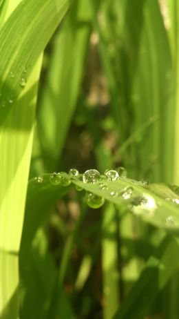 Water Droplets